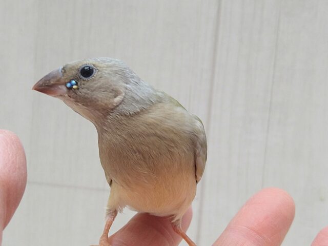 コキンチョウ