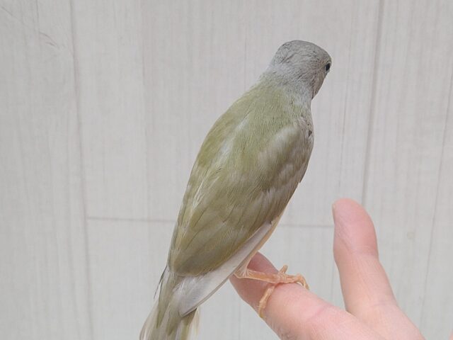 コキンチョウ