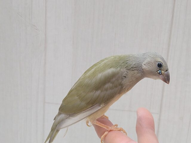 コキンチョウ