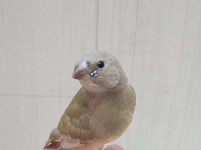 コキンチョウ
