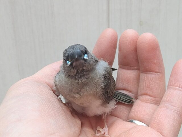 コキンチョウ
