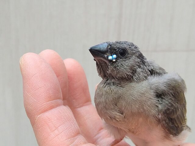 コキンチョウ