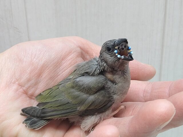 コキンチョウ