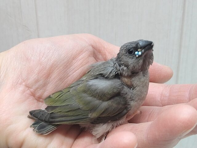 コキンチョウ