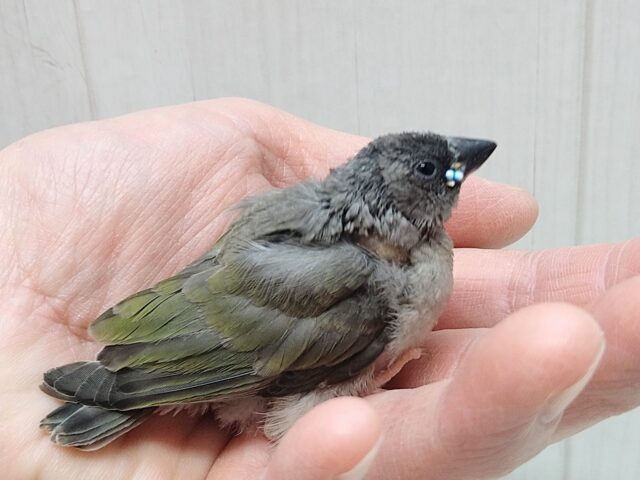 コキンチョウ