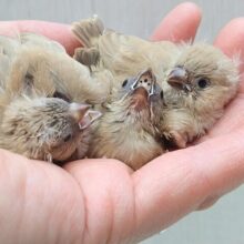 おまんじゅう3つ〜、キンカ鳥ヒナさんフォーン