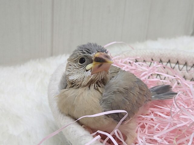 色変わり文鳥
