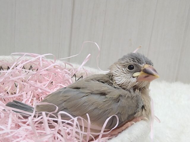 色変わり文鳥