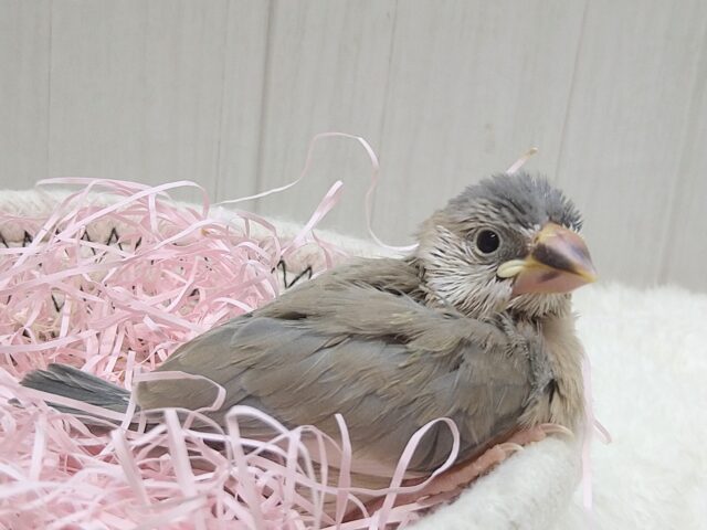 色変わり文鳥