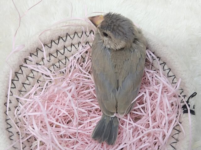 色変わり文鳥