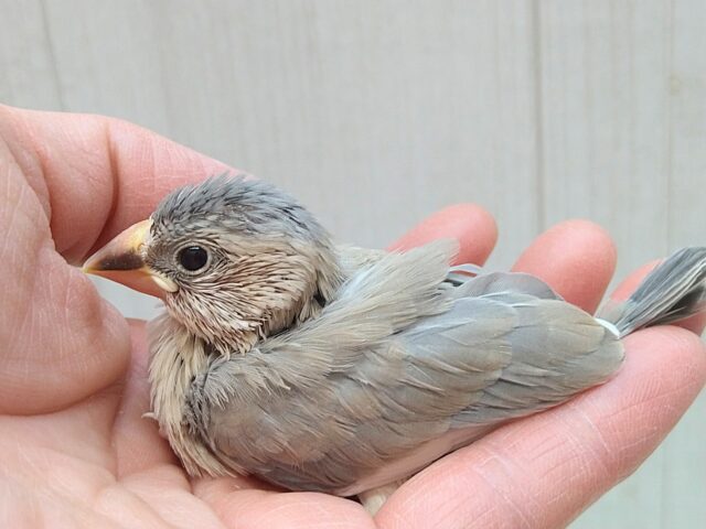 色変わり文鳥