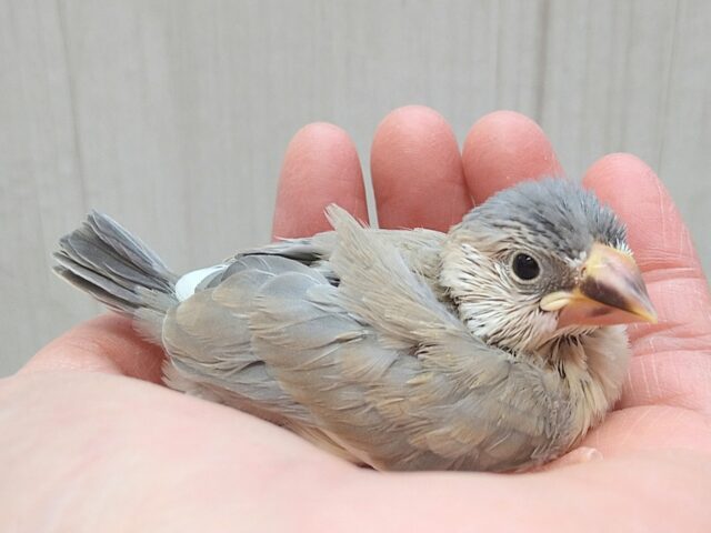 色変わり文鳥