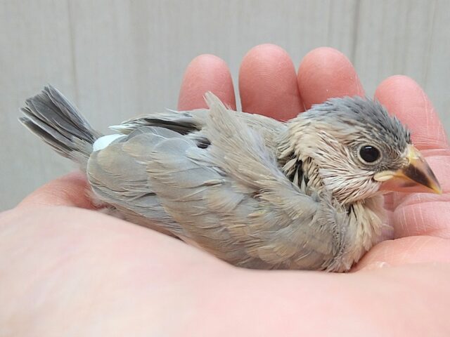 色変わり文鳥