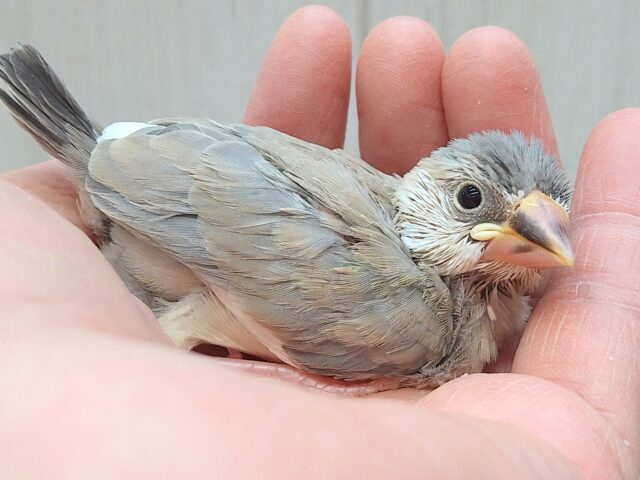 色変わり文鳥