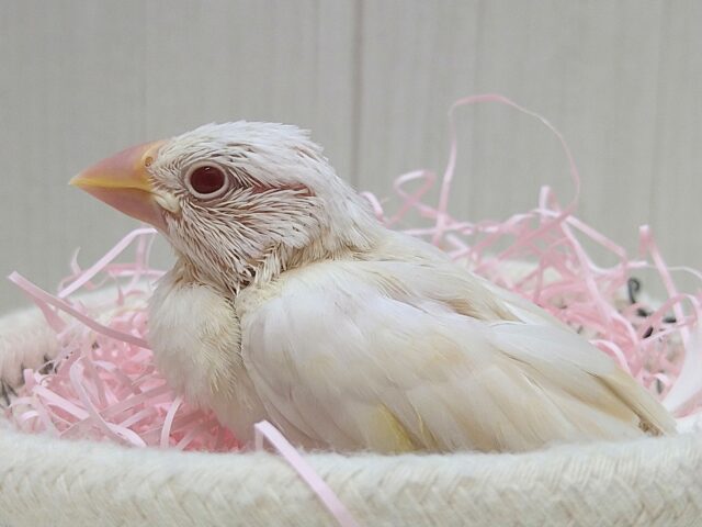色変わり文鳥