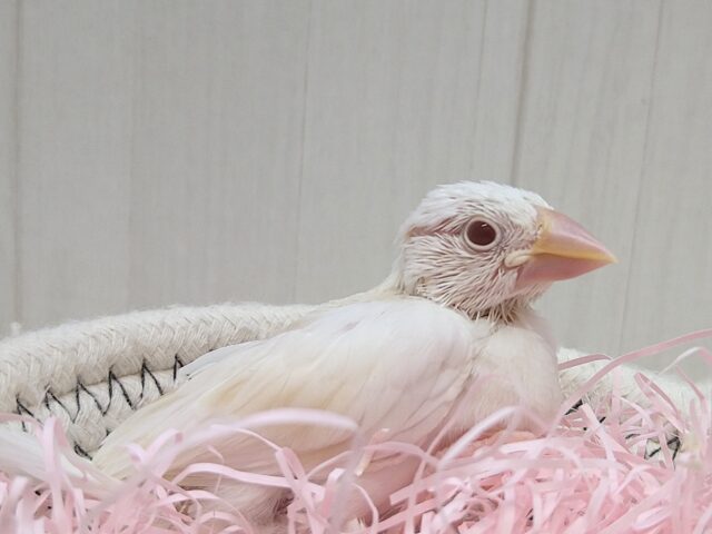 色変わり文鳥