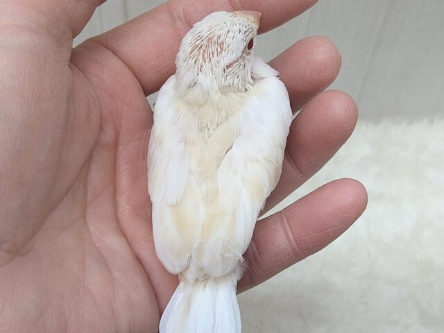 色変わり文鳥