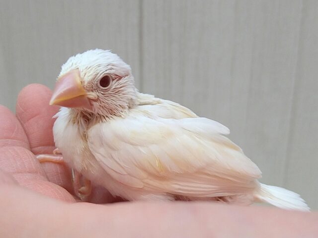 色変わり文鳥