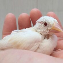 レアカラー！柔らかカフェラテカラー☕色変わり文鳥ヒナさん