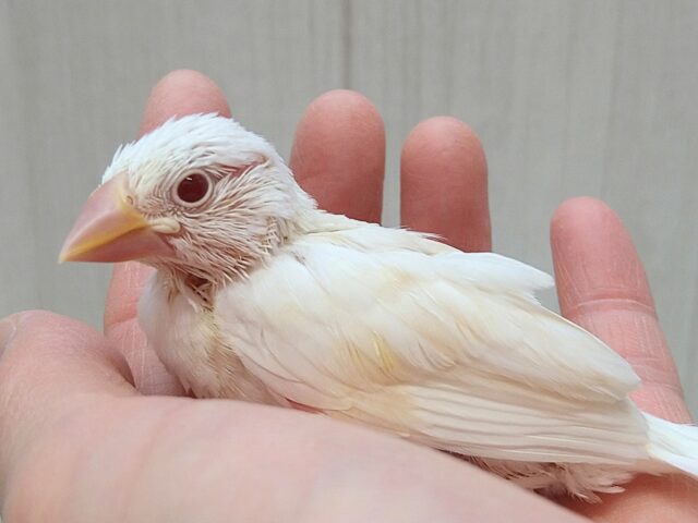 色変わり文鳥