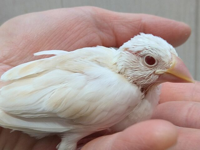 色変わり文鳥