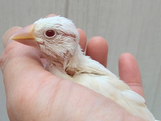 色変わり文鳥