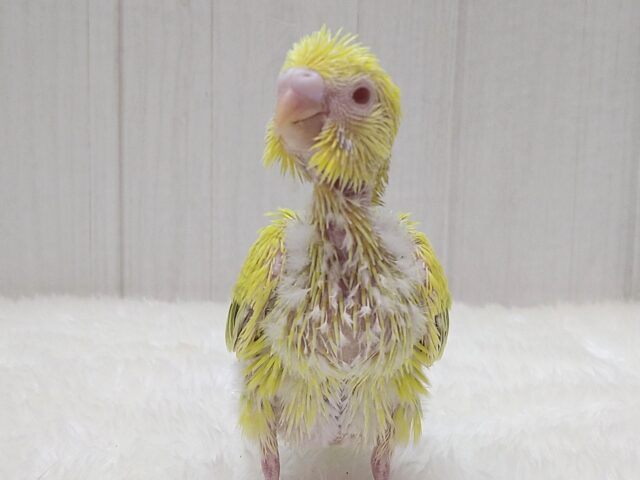 激レア!グリーンとルビーアイが素敵なセキセイインコヒナさん ファロー セキセイインコ