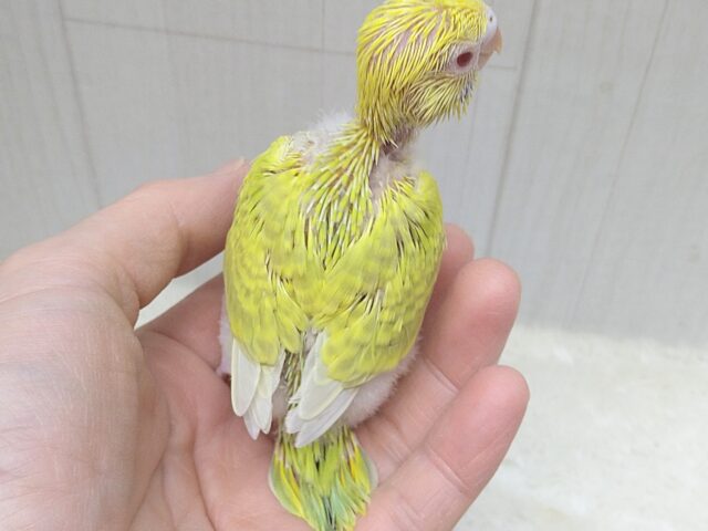 激レア!グリーンとルビーアイが素敵なセキセイインコヒナさん ファロー セキセイインコ