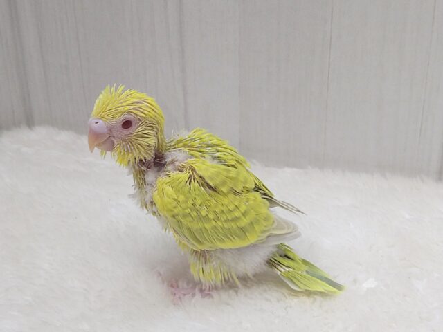 激レア!グリーンとルビーアイが素敵なセキセイインコヒナさん ファロー セキセイインコ