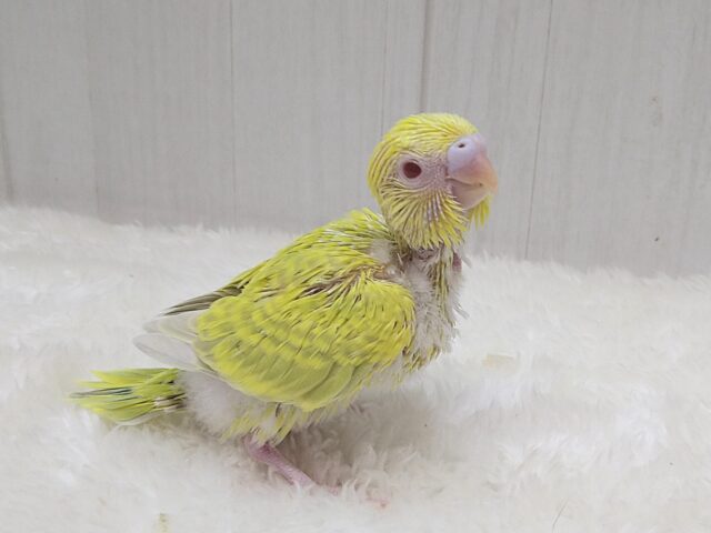 激レア!グリーンとルビーアイが素敵なセキセイインコヒナさん ファロー 激レア!グリーンとルビーアイが素敵なセキセイインコヒナさん ファロー