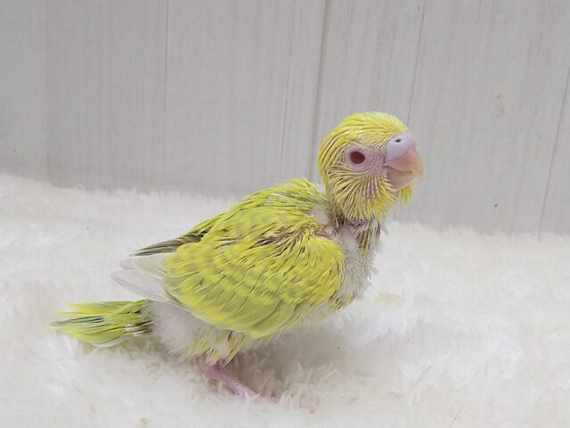 激レア!グリーンとルビーアイが素敵なセキセイインコヒナさん ファロー セキセイインコ