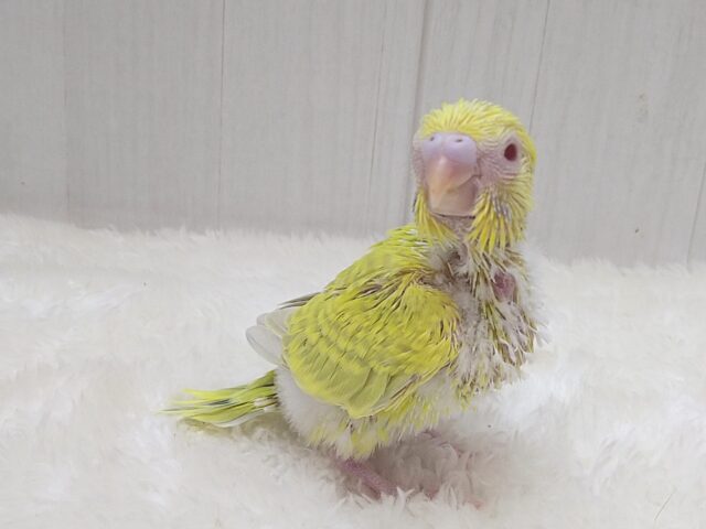 激レア!グリーンとルビーアイが素敵なセキセイインコヒナさん ファロー セキセイインコ