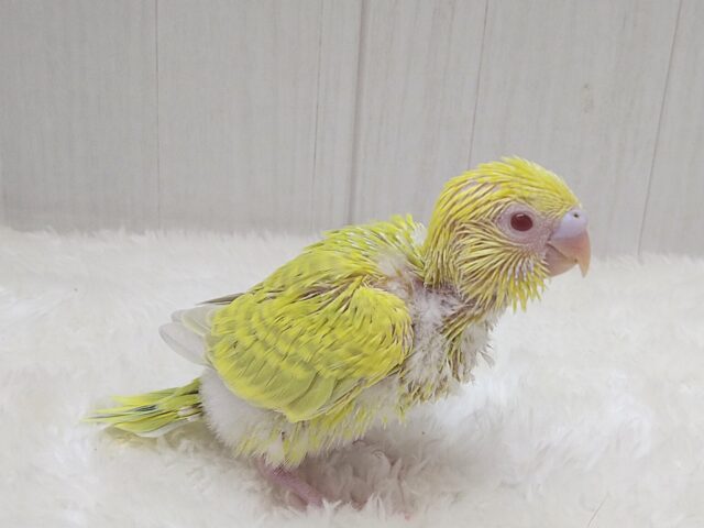 激レア!グリーンとルビーアイが素敵なセキセイインコヒナさん ファロー セキセイインコ