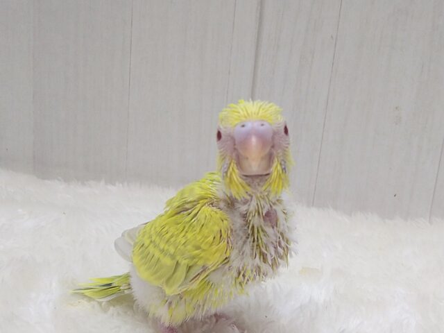 激レア!グリーンとルビーアイが素敵なセキセイインコヒナさん ファロー セキセイインコ