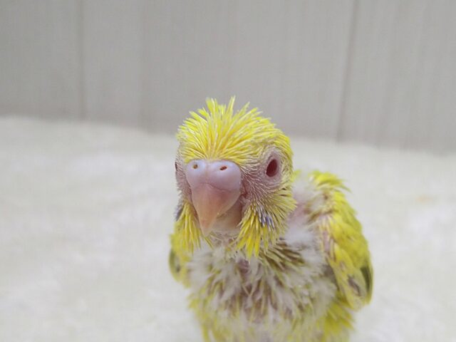 激レア!グリーンとルビーアイが素敵なセキセイインコヒナさん ファロー セキセイインコ