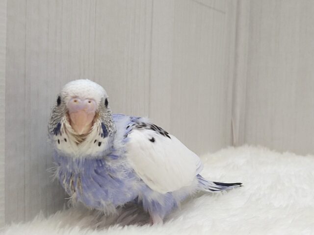 白とバイオレットの決めカラー!セキセイインコヒナ パイド セキセイインコ