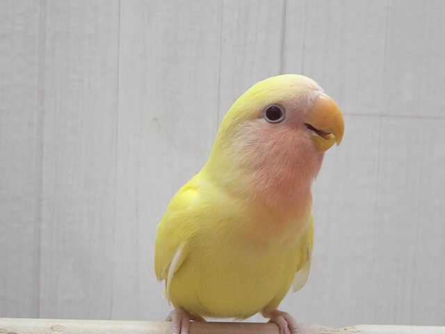 最新画像有ります!!太陽サンサン☀️明るさ全開❗️コザクラインコのルチノー💛 コザクラインコ(小桜インコ)