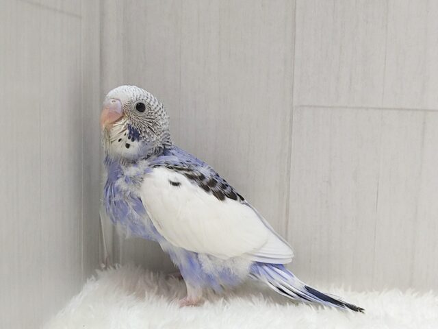 白とバイオレットの決めカラー!セキセイインコヒナ パイド セキセイインコ