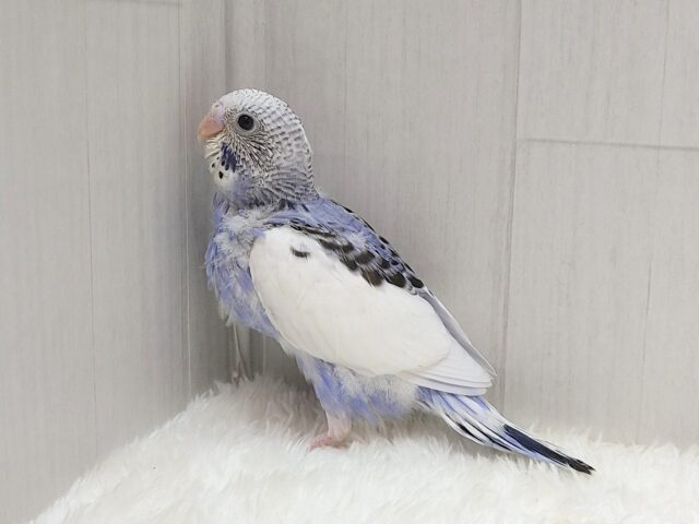 白とバイオレットの決めカラー!セキセイインコヒナ パイド セキセイインコ
