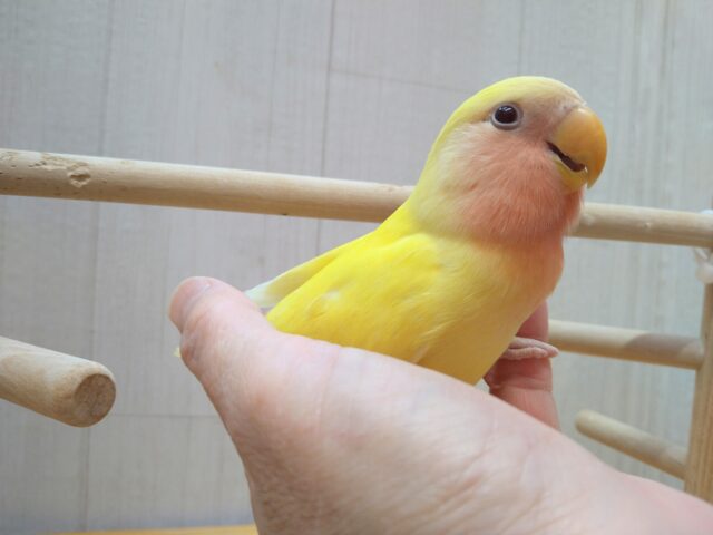 最新画像有ります!!太陽サンサン☀️明るさ全開❗️コザクラインコのルチノー💛 コザクラインコ(小桜インコ)