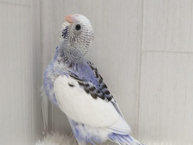 白とバイオレットの決めカラー!セキセイインコヒナ パイド セキセイインコ