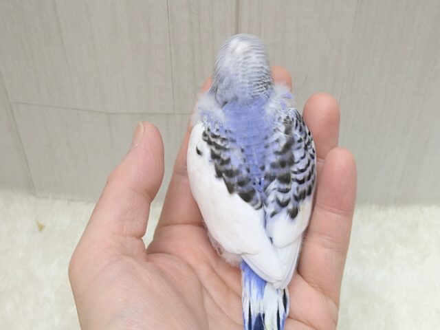 白とバイオレットの決めカラー!セキセイインコヒナ パイド セキセイインコ
