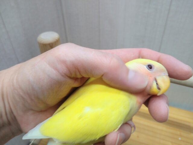 最新画像有ります!!太陽サンサン☀️明るさ全開❗️コザクラインコのルチノー💛 コザクラインコ(小桜インコ)