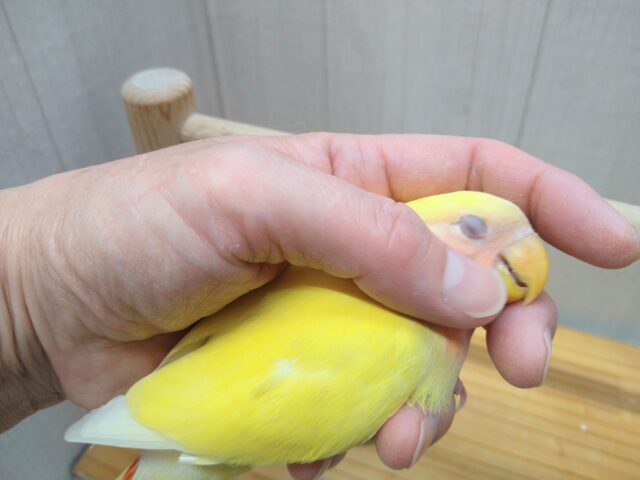 最新画像有ります!!太陽サンサン☀️明るさ全開❗️コザクラインコのルチノー💛 コザクラインコ(小桜インコ)