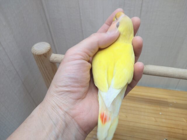 最新画像有ります!!太陽サンサン☀️明るさ全開❗️コザクラインコのルチノー💛 コザクラインコ(小桜インコ)