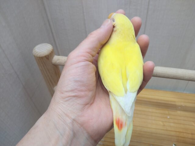 最新画像有ります!!太陽サンサン☀️明るさ全開❗️コザクラインコのルチノー💛 コザクラインコ(小桜インコ)