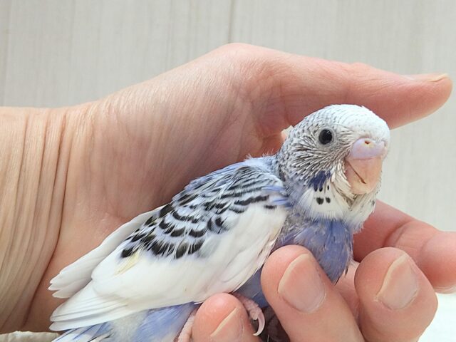白とバイオレットの決めカラー!セキセイインコヒナ パイド セキセイインコ