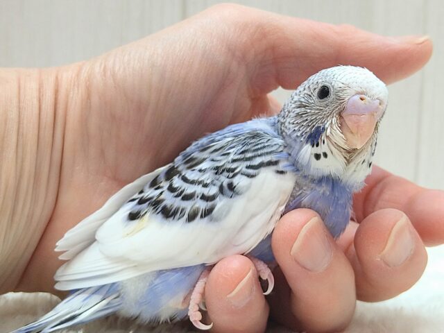 白とバイオレットの決めカラー!セキセイインコヒナ パイド セキセイインコ