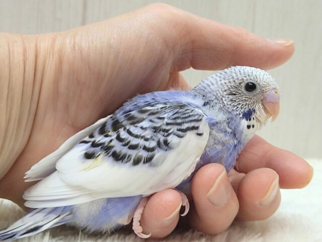 白とバイオレットの決めカラー!セキセイインコヒナ パイド 白とバイオレットの決めカラー!セキセイインコヒナ パイド