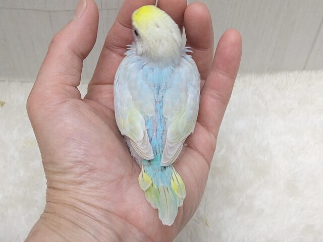 大人気!爽やかカラーなセキセイインコヒナさん来ました パステルレインボー セキセイインコ
